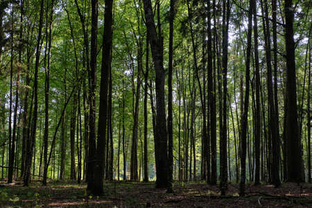 Mainly deciduous hornbeam stand at summer sunset, Bialowieza Forest, Poland, Europe