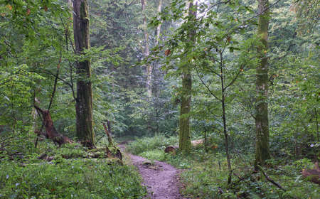 Tourist trail crossing summertime forest in mist rain after, Bialowieza Forest, Poland, Europe