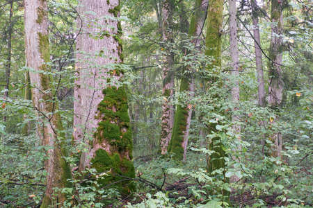 Old monymental maple tree in summer morning, Bialowieza Forest, Poland, Europe