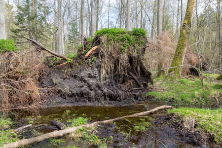 Springtime alder bog forest with standing water and storm broken spruce tree, Bialowieza Forest,...