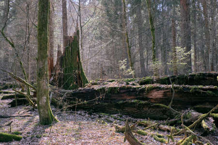 Partly declined oak tree in springtime againt midday sun with juvenile spruce trees grovs over,...