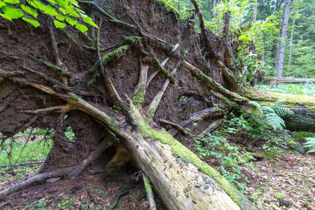 Wind fall over spruce tree in summer with roots broken among deciduous trees of Bialowieza Forest...