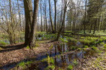 Springtime alder-bog forest in sun with flood water, Bialowieza Forest, Poland, Europeの写真素材
