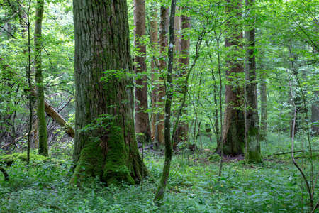 Old trees of primeval stand in summer with monumental oak and linden trees, Bialowieza...