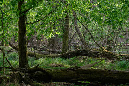 Old natural deciduous stand with old oak trees and broken one lying in foreground, Bialowieza...