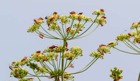 Summer time weeds with lots of insect against blue sky, Podlasie Region, Poland, Europe