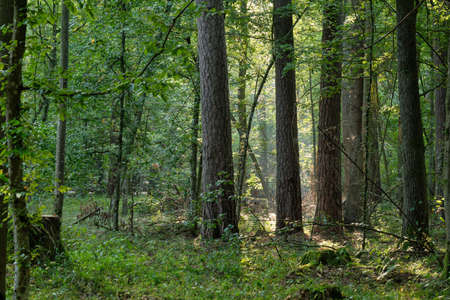 Misty morning deciduous tree stand with old pine and oak trees, Bialowieza Forest, Poland, Europe