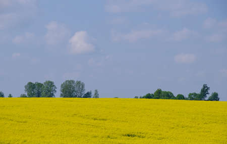 Yellow rape field with trees and bushes under blue sky in early summer, Podlasie Region, Poland,...
