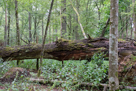 Summertime deciduous primeval tree stand with old broken oak tree  in foreground, Bialowieza Forest, Poland, Europeの写真素材