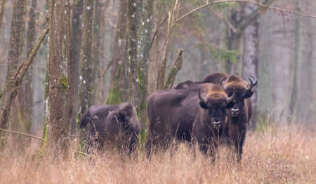 Free ranging european bison herd in wintertime forest, Bialowieza Forest, Poland, Europe