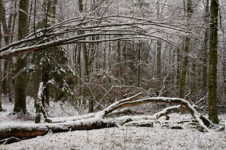 Wintertime landscape of snowy deciduous stand with oak and hornbeam trees in foreground, Bialowieza...
