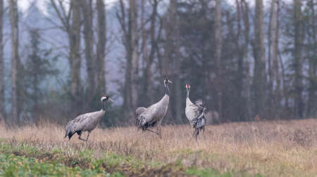 Common Crane (Grus grus) in field against blurred forest, Podlaskie Voivodeship, Poland, Europeの写真素材