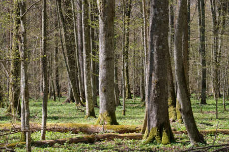 Linden and hornbeam tree deciduous forest in spring, Bialowieza Forest, Poland, Europe
