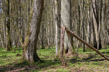 Linden and hornbeam tree deciduous forest in spring, Bialowieza Forest, Poland, Europeの写真素材