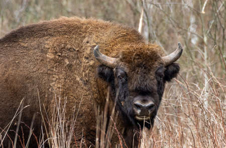Free ranging european bison male in spring, Bialowieza Forest, Poland, Europeの写真素材