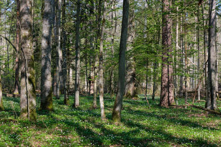 Oak and hornbeam tree deciduous forest in spring, Bialowieza Forest, Poland, Europe