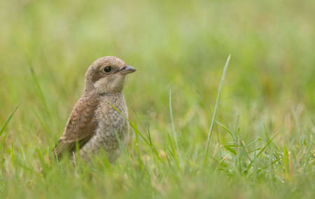 Red-backed Shrike (Lanius collurio) female in grass portrait, Podlasie Voivodeship, Poland, Europeの写真素材