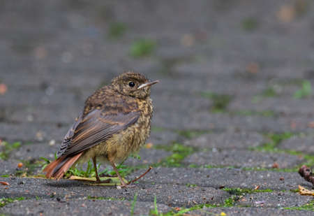 Juvenile Common redstart (Phoenicurus phoenicurus) portrait, Podlaskie Voivodeship, Poland, Europe
