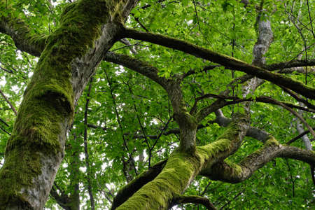 Old hornbeam branch moss wrapped and natural deciduous forest in summer,Bialowieza Forest, Poland, Europeの写真素材