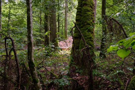 Old deciduous forest in summer with old trees,Bialowieza Forest,Poland,Europeの写真素材