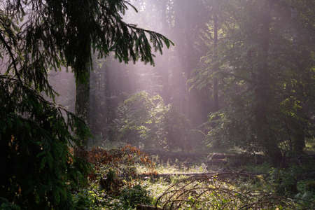 Sunbeam entering rich deciduous forest in misty morning, Bialowieza Forest, Poland, Europe