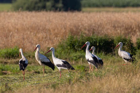 Group of White Stork in meadow, Podlaskie Voivodeship, Poland, Europe