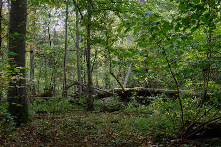 Autumnal deciduous primeval stand with old broken oak tree in background, Bialowieza Forest, Poland,...