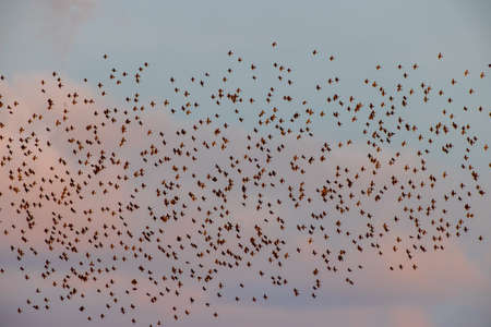 Flock of birds in evening against blue sky, Podlaskie Voivodeship, Poland, Europe