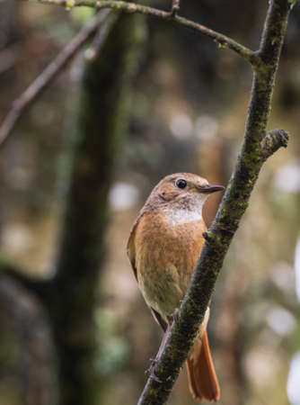 Common Redstart (Phoenicurus phoenicurus) on branch against dark background, Podlaskie Voivodeship, Poland, Europeの写真素材