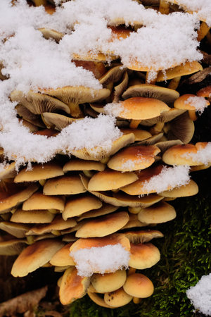 Tree mushroom cluster in fresh snow, Bialowieza Forest, Poland, Europe