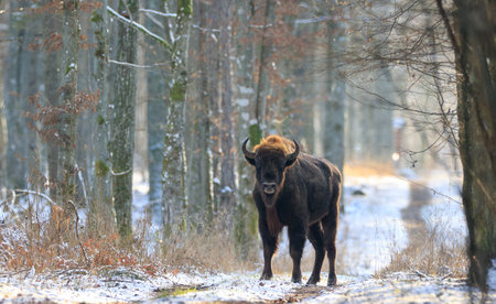 Adult European bison (Bison bonasus) bull in forest looking at camera, Bialowieza Forest, Poland, Europeの写真素材