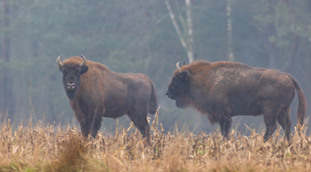 European Bison herd in snowless misty day against trees in evening, Podlasie Region, Poland, Europeの写真素材