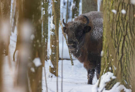 Free ranging European Bison female in wintertime forest, Bialowieza Forest, Poland, Europeの写真素材