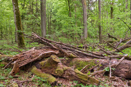 Rich deciduous stand in spring with broken oak tree in foreground, Bialowieza Forest, Poland, Europe