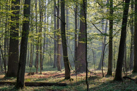Deciduous forest with old oaks in springtime sunrise light, Bialowieza Forest, Poland, Europeの写真素材