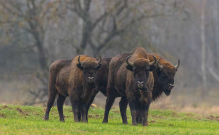 European Bison herd in snowless winter time against trees in morning, Podlasie Region, Poland,...