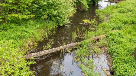 Forest river with dead tree log lying over, Bialowieza Forest, Poland, Europe