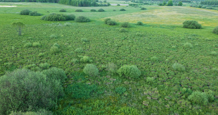 Springtime wetland in fresh green meadow from drone view, Podlaskie Voivodeship, Poland, Europe