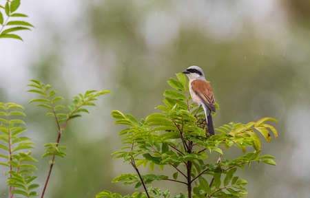 Red-backed Shrike (Lanius collurio) male in tree watching, Podlaskie Voivodeship, Poland, Europeの写真素材