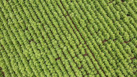 Rows of young Sunflower field top view, Podlaskie Voivodeship, Poland, Europe