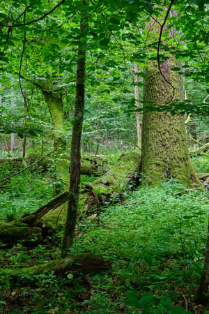 Summertime deciduous forest with old monumental oak tree in background, Bialowieza Forest, Poland, Europeの写真素材