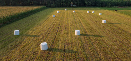 Green meadow with ballots of hay lying from above, Podlaskie Voivodeship, Poland, Europeの写真素材