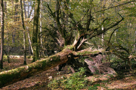 Lying old dead spruce tree in autumn partly declined among juvenile deciduous hornbeams, Bialowieza Forest, Poland, Europeの写真素材