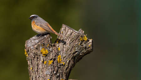 Common redstart (Phoenicurus phoenicurus) on stump, Podlasie Region, Poland, Europe