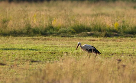White Stork in meadow at sunset, Podlaskie Voivodeship, Poland, Europeの写真素材