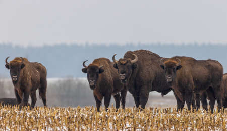 European Bison herd resting in snowfall with old bull in foreground, Podlaskie Voivodeship, Poland,...
