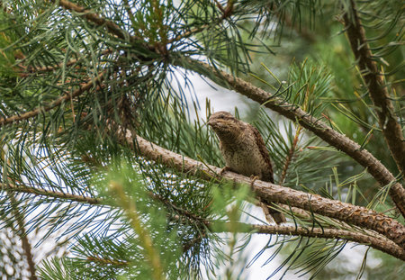 Eurasian Wryneck (Jynx torquilla) on pine tree branch, Podlaskie Voivodeship, Poland, Europeの写真素材