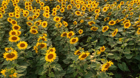 Sunflower field in summertime sunset light, Podlaskie Voivodeship, Poland, Europe