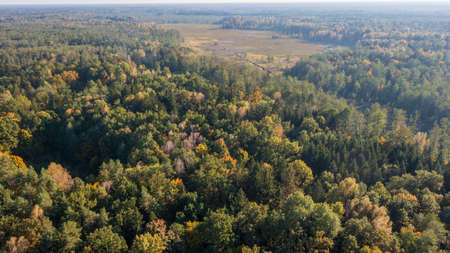 Polish part of Bialowieza Forest to east from Hajnowka aerial view, Podlaskie Voivodeship, Poland,...