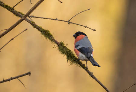 Eurasian bullfinch (Pyrrhula pyrrhula) male on branch and sunset light background, Bialowieza Foret, Poland, Europeの写真素材